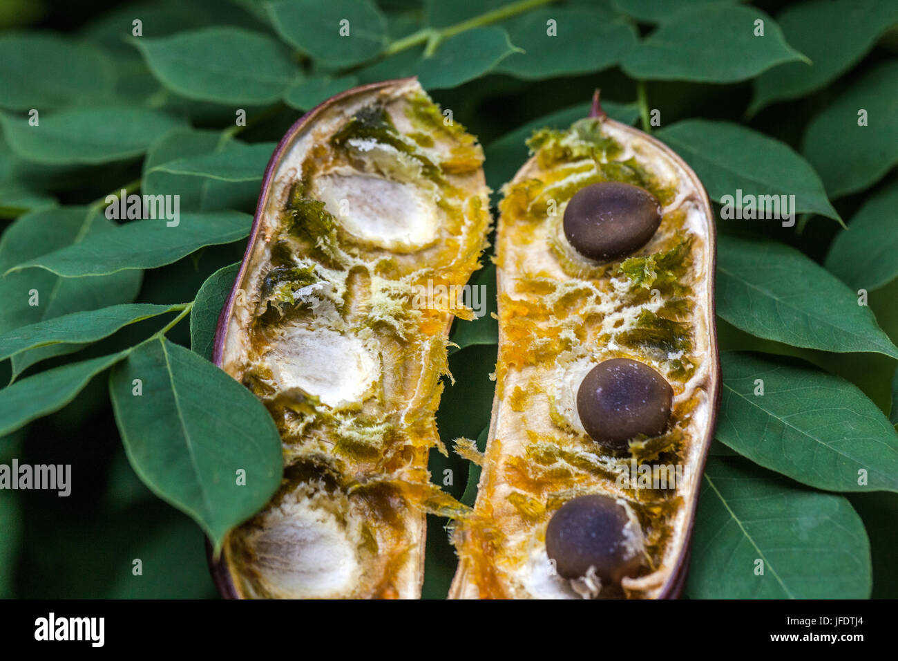 Caffè Kentucky, Gymnocladus dioicus, frutta, cialde e travi stagionati Foto Stock