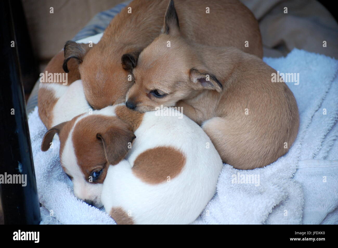 Una cucciolata di cuccioli Foto Stock