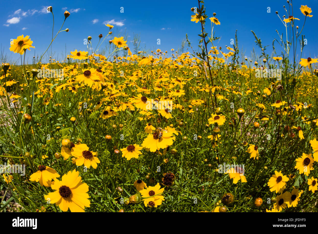 Giallo Tickseed Florida (Coreopsis floridana) in fiore in Myakka River State Park Sarasota Florida Foto Stock Giallo Tickseed Florida (Coreopsis floridana) in fiore in Myakka River State Park Sarasota Florida Foto Stock