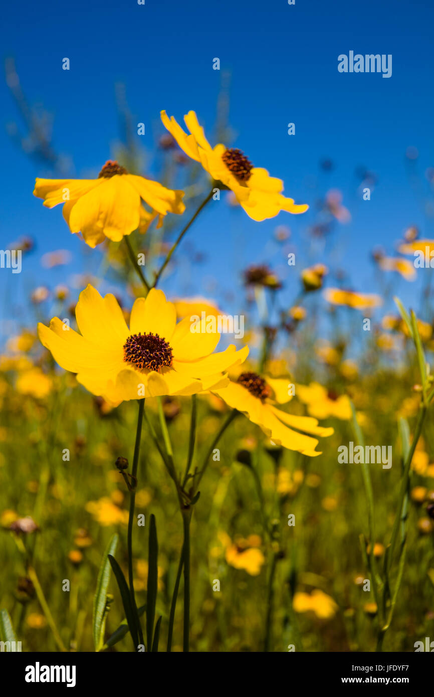 Giallo Tickseed Florida (Coreopsis floridana) in fiore in Myakka River State Park Sarasota Florida Foto Stock Giallo Tickseed Florida (Coreopsis floridana) in fiore in Myakka River State Park Sarasota Florida Foto Stock