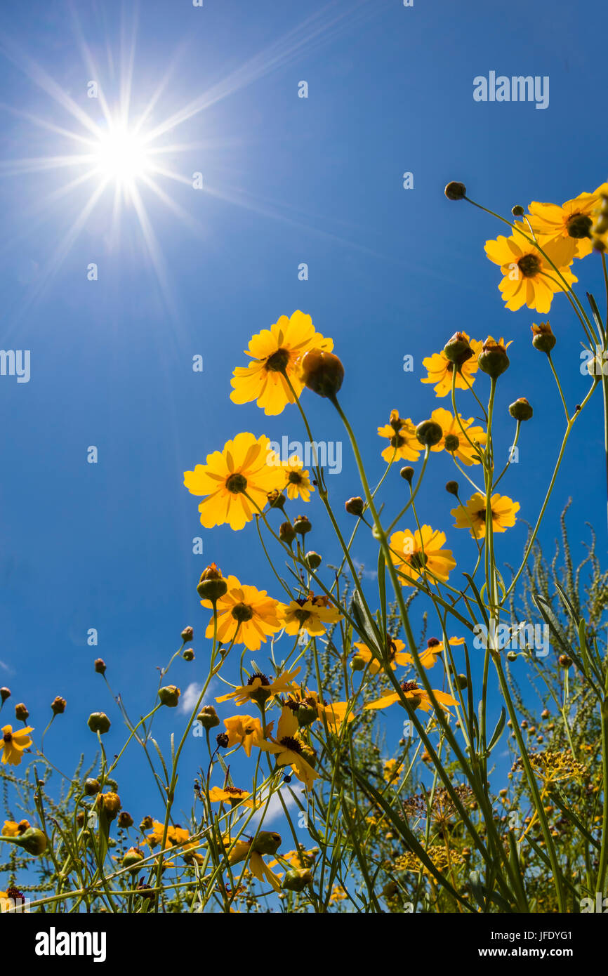 Giallo Tickseed Florida (Coreopsis floridana) in fiore in Myakka River State Park Sarasota Florida Foto Stock