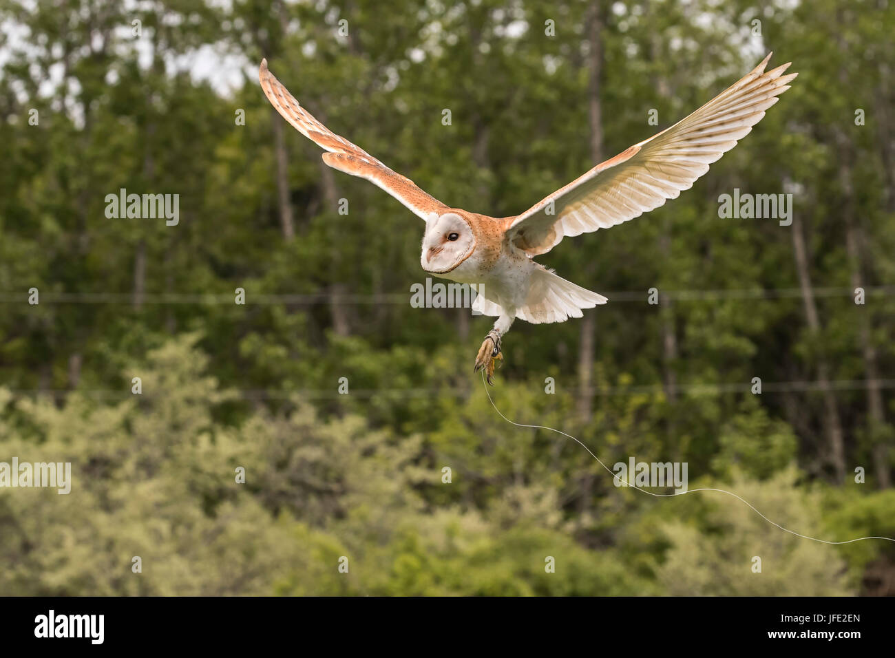 Baby barbagianni imparare a volare Foto Stock