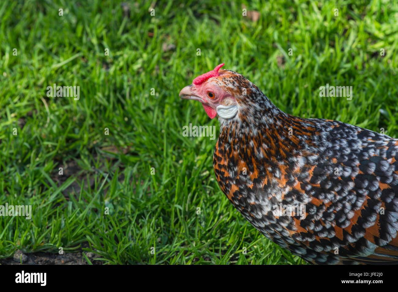 A ruota libera di polli in una fattoria Foto Stock