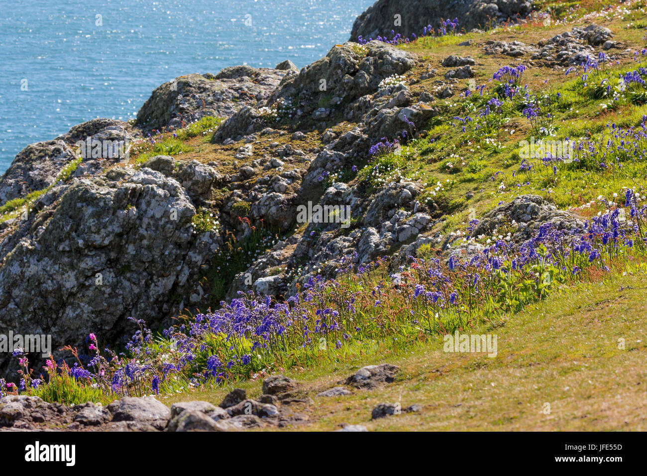 Bluebells, Hyacinthoides non scripta (syn. Scilla non scripta), contro un promontorio roccioso sulla rupe, Skomer Island, il Galles. Foto Stock