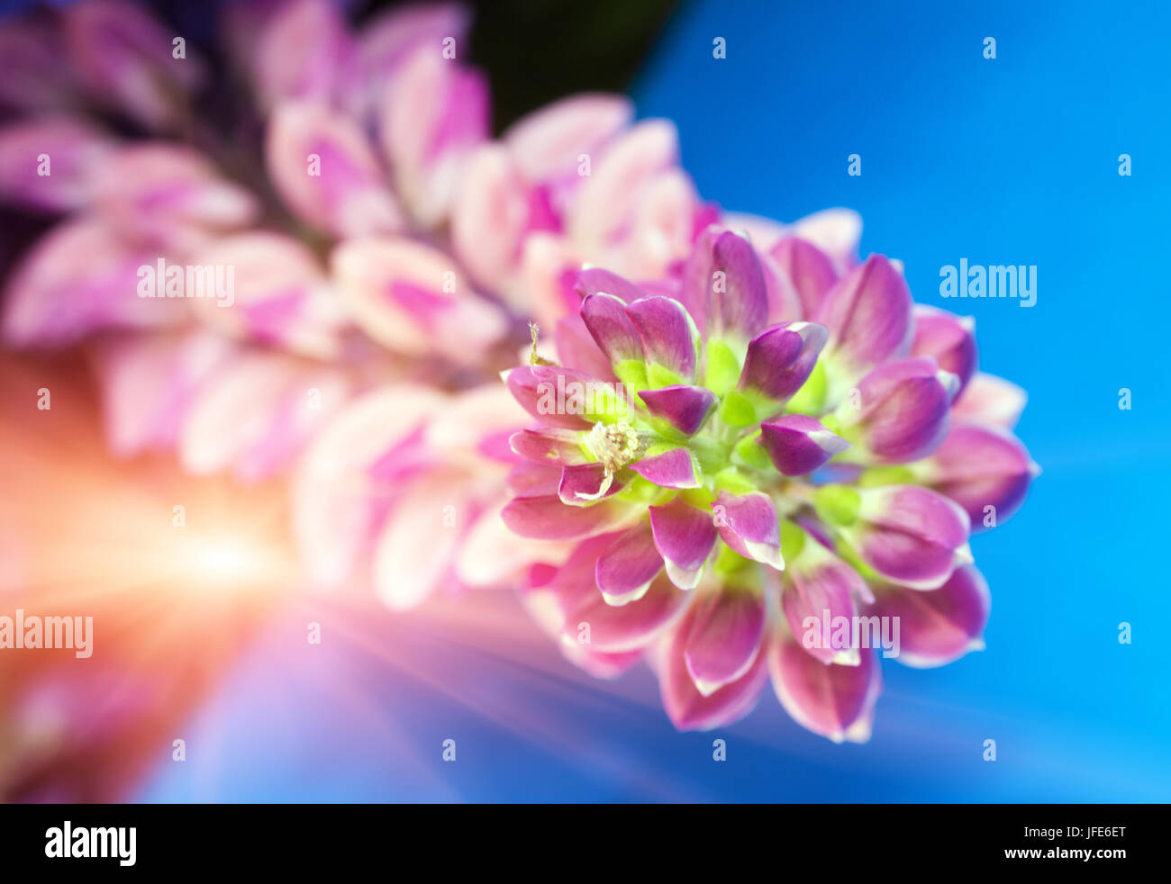 Bouquet di lupini, piccole profondità di nitidezza Foto Stock