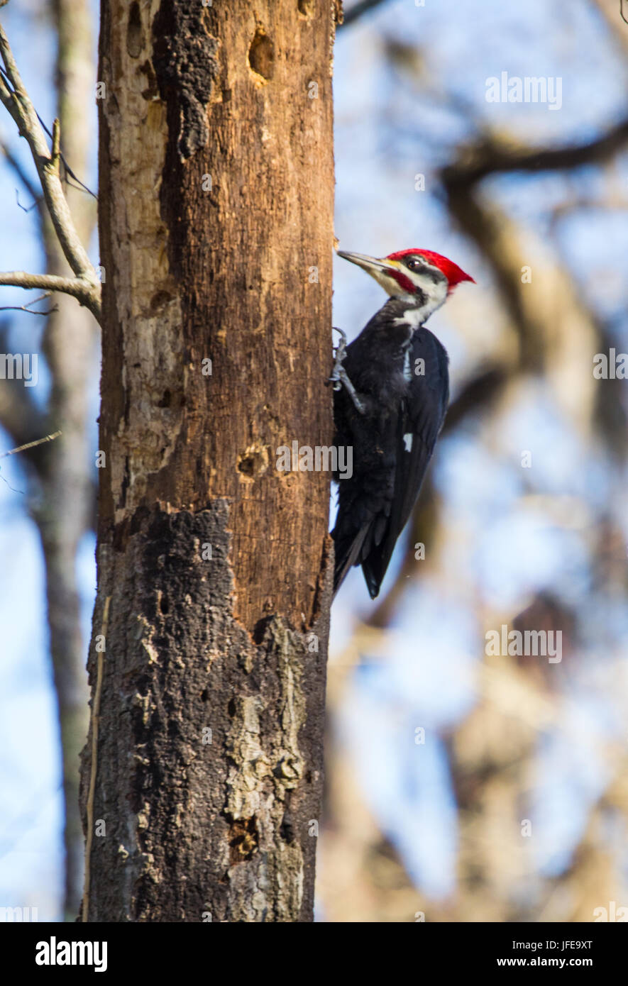 Pileated picchio in cerca di cibo. Foto Stock