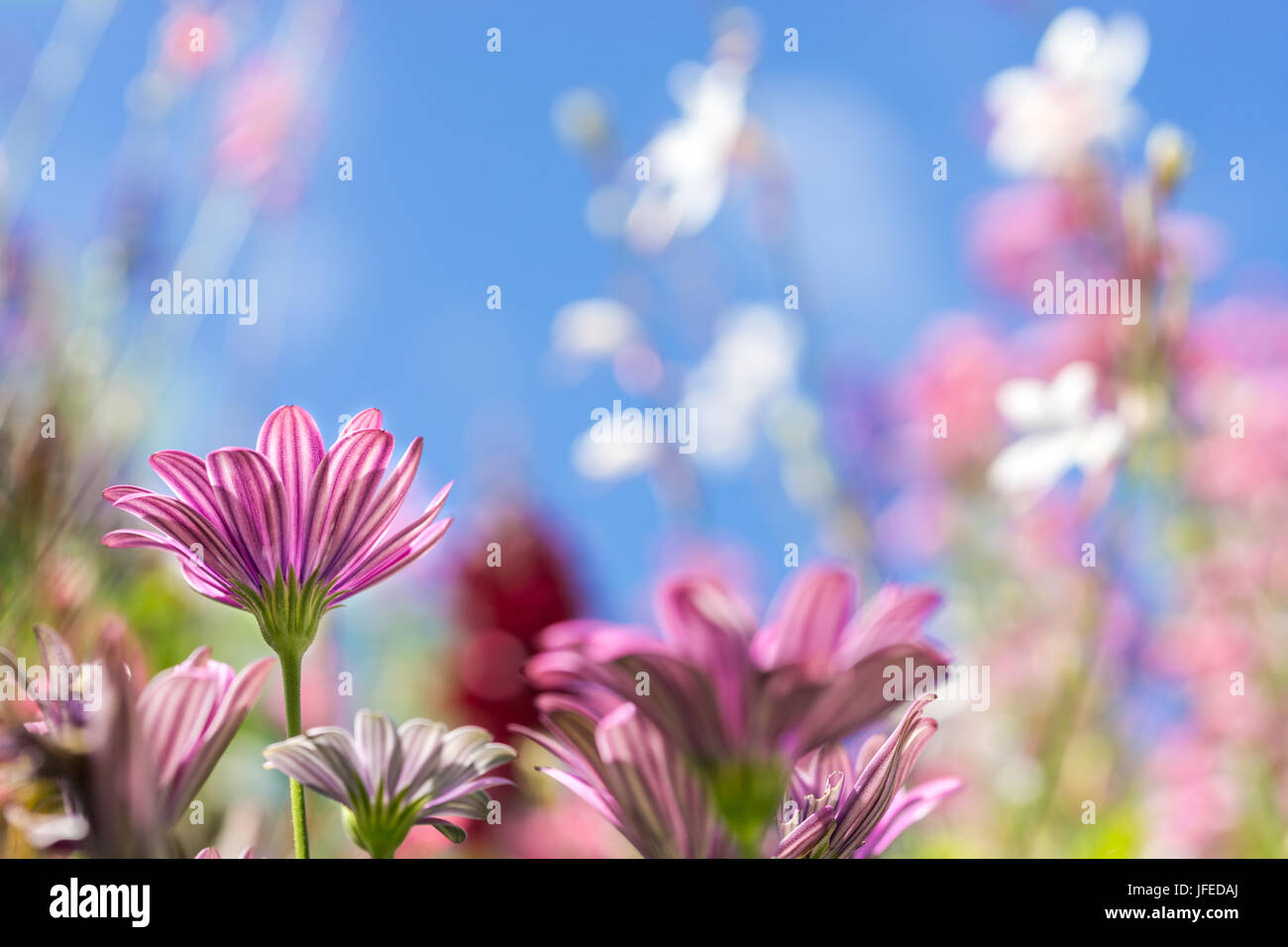 Biglietto di auguri con fiori colorati in prato, fiori d'estate. rosa viola. Foto Stock