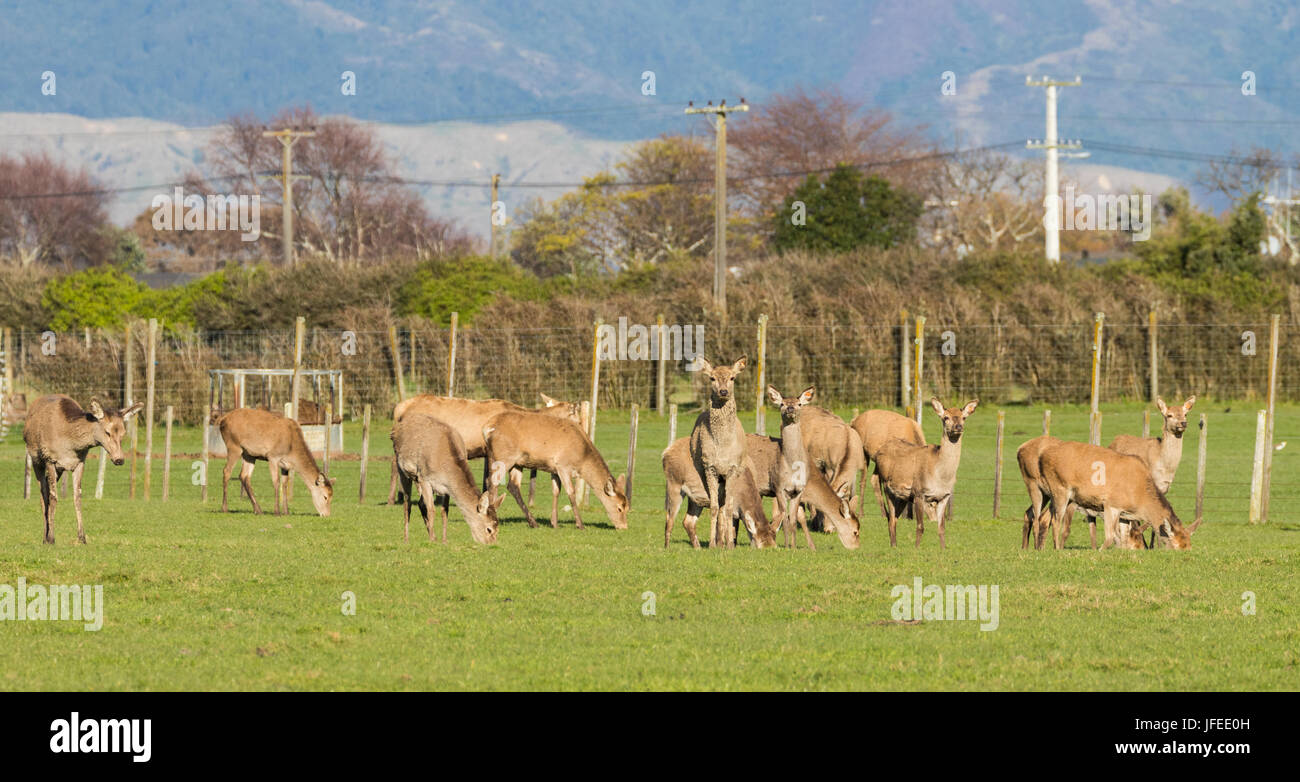 Allevamento di Nuova Zelanda brown deer sull'erba verde. Foto Stock