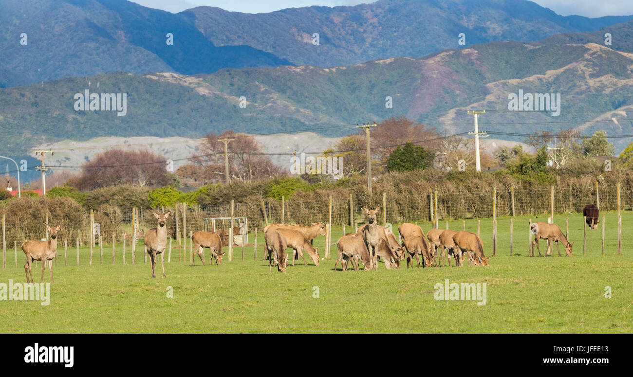 Allevamento di Nuova Zelanda brown deer sull'erba verde. Foto Stock