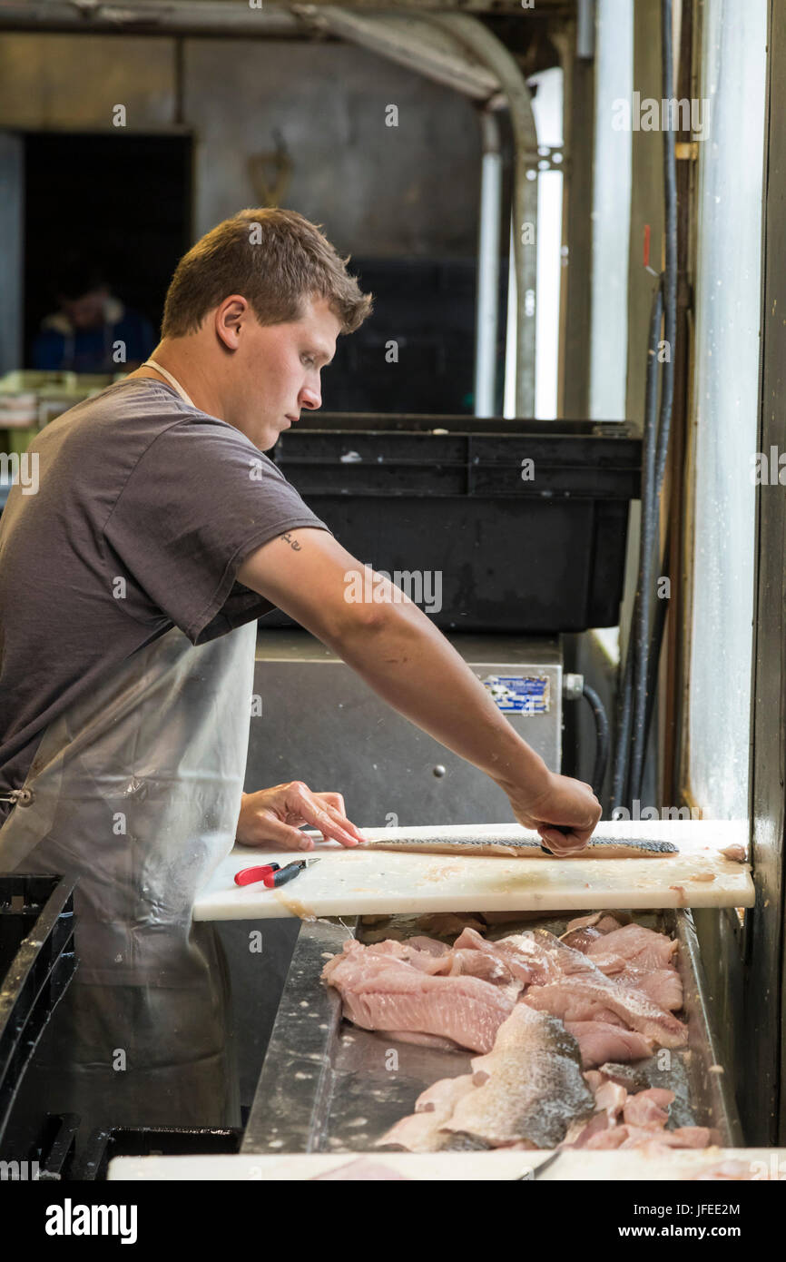 Charlevoix, Michigan - Lavoratori pulire e filetto coregoni presso la John Cross Mercato del Pesce. I pesci sono stati catturati nel lago Michigan. Foto Stock