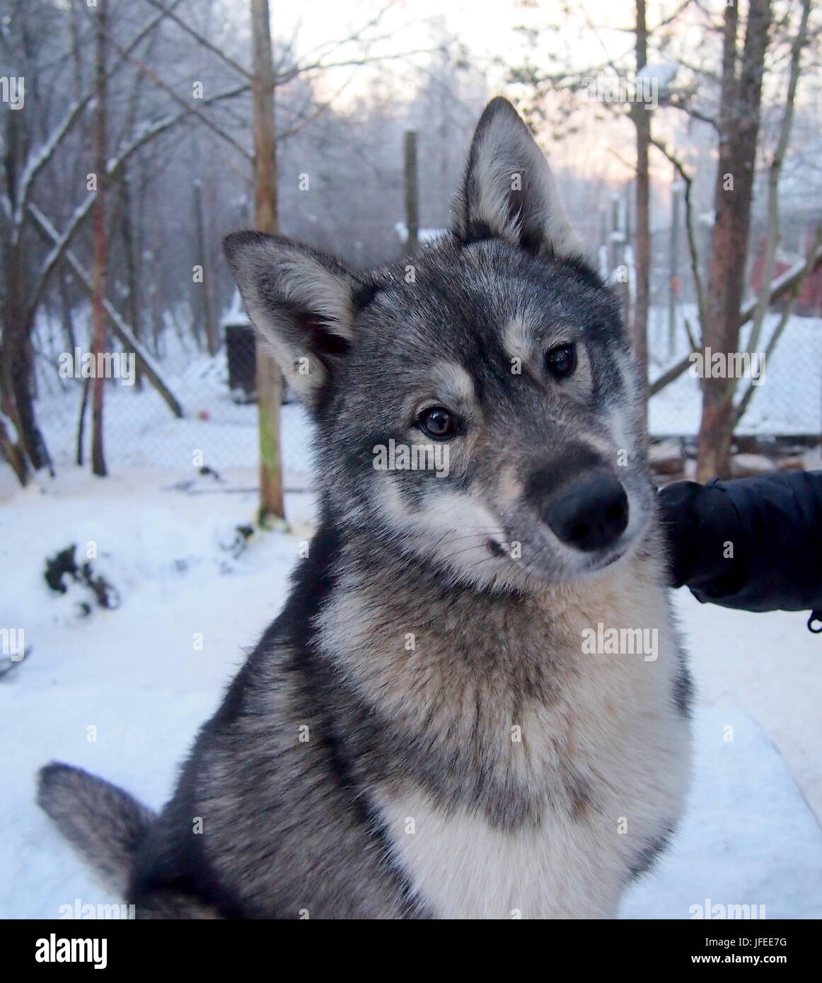 Incredibile lavoro siberiano sled dog a Ivalo, Finlandia Foto Stock