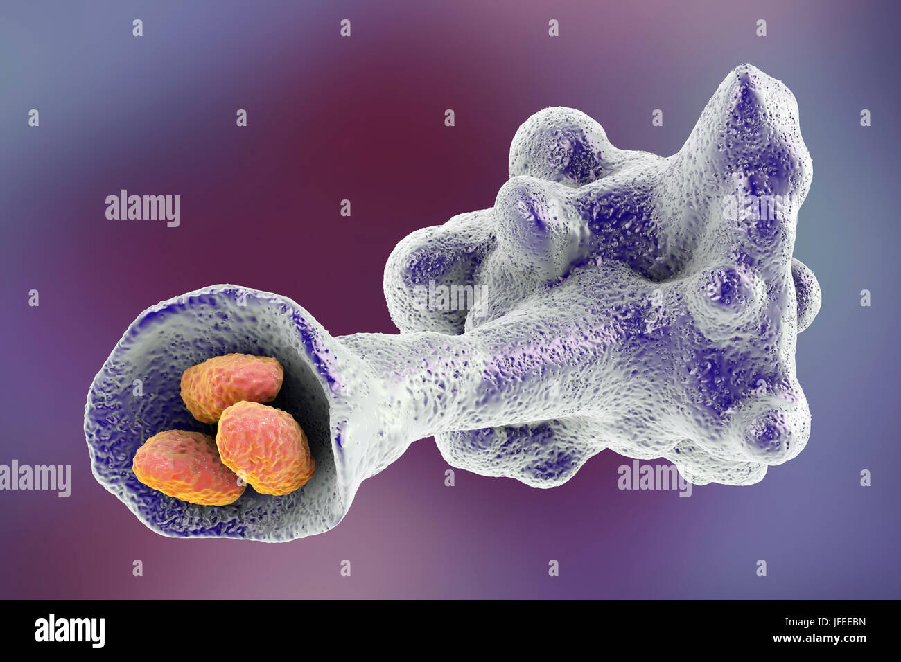 Ameba parassita protozoo travolgendo i batteri, illustrazione del computer. L'ameba si sommergono e digerire la preda in un processo chiamato fagocitosi. Foto Stock