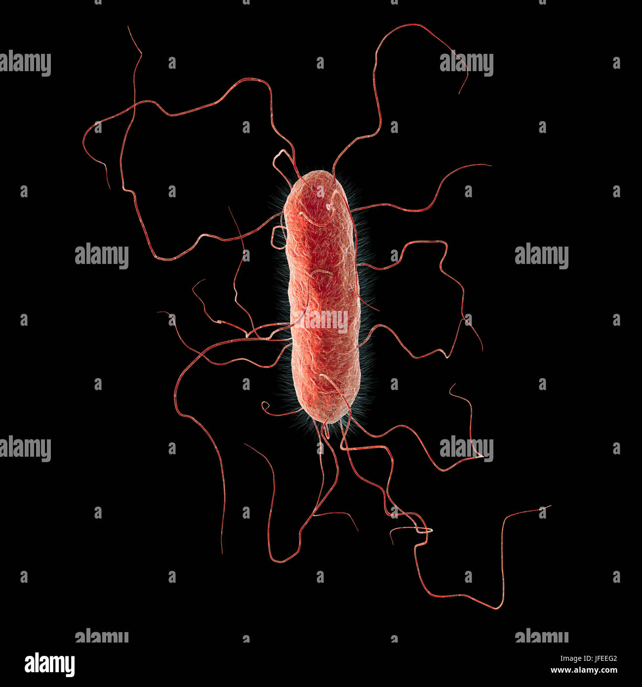 Proteus vulgaris batterio, illustrazione del computer. Le sottili sporgenze filiforme sono flagelli che consentono il batterio per spostare. P. vulgaris costituisce una parte naturale della flora intestinale in animali ed esseri umani, e si trova anche in acqua. Nelle persone il cui sistema immunitario soppresso, per esempio quelli malati di AIDS o di coloro che prendono farmaci immunosoppressori, può essere patogeni, infezione del tratto urinario o causare la polmonite o setticemia. Foto Stock