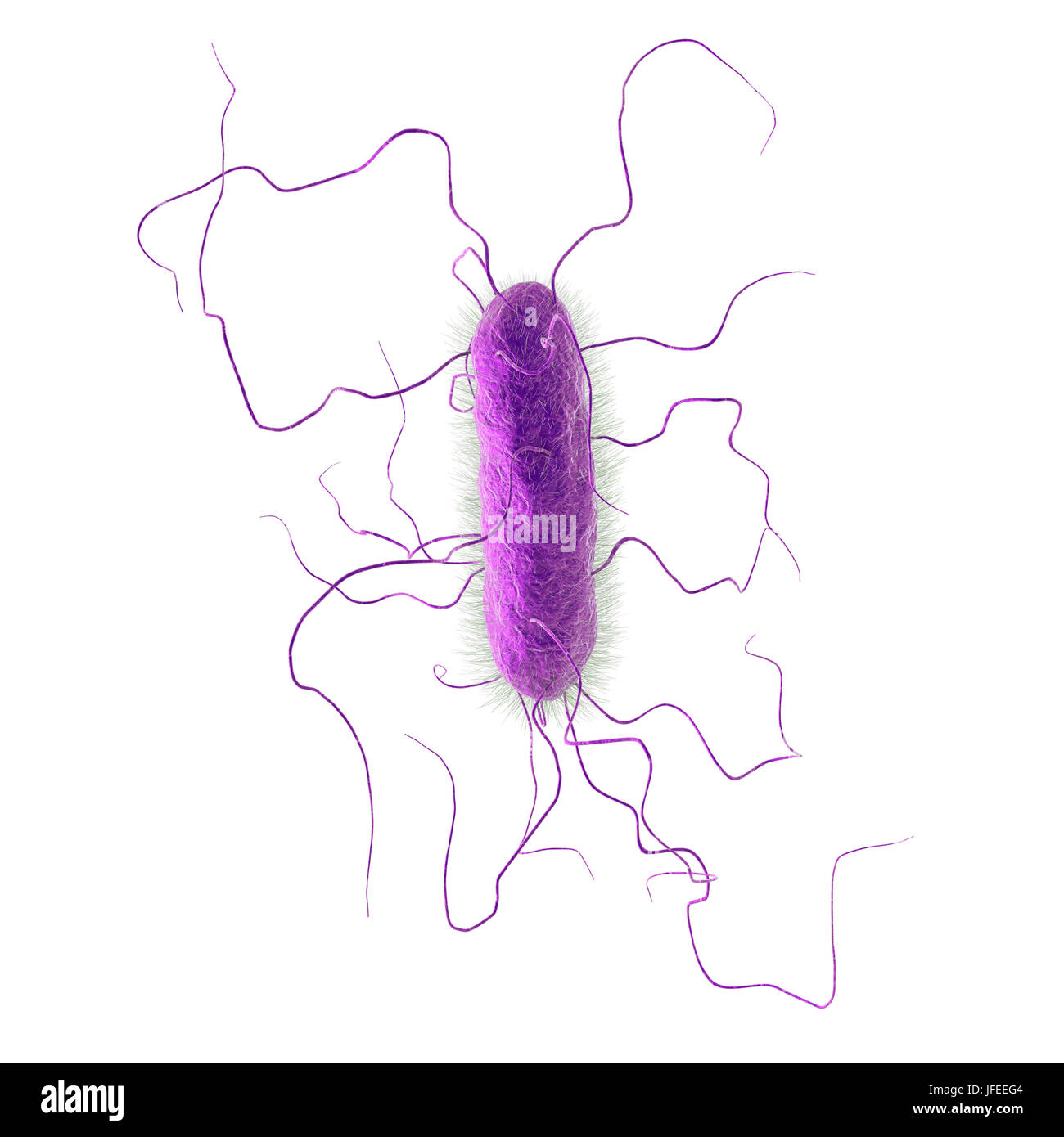 Proteus vulgaris batterio, illustrazione del computer. Le sottili sporgenze filiforme sono flagelli che consentono il batterio per spostare. P. vulgaris costituisce una parte naturale della flora intestinale in animali ed esseri umani, e si trova anche in acqua. Nelle persone il cui sistema immunitario soppresso, per esempio quelli malati di AIDS o di coloro che prendono farmaci immunosoppressori, può essere patogeni, infezione del tratto urinario o causare la polmonite o setticemia. Foto Stock
