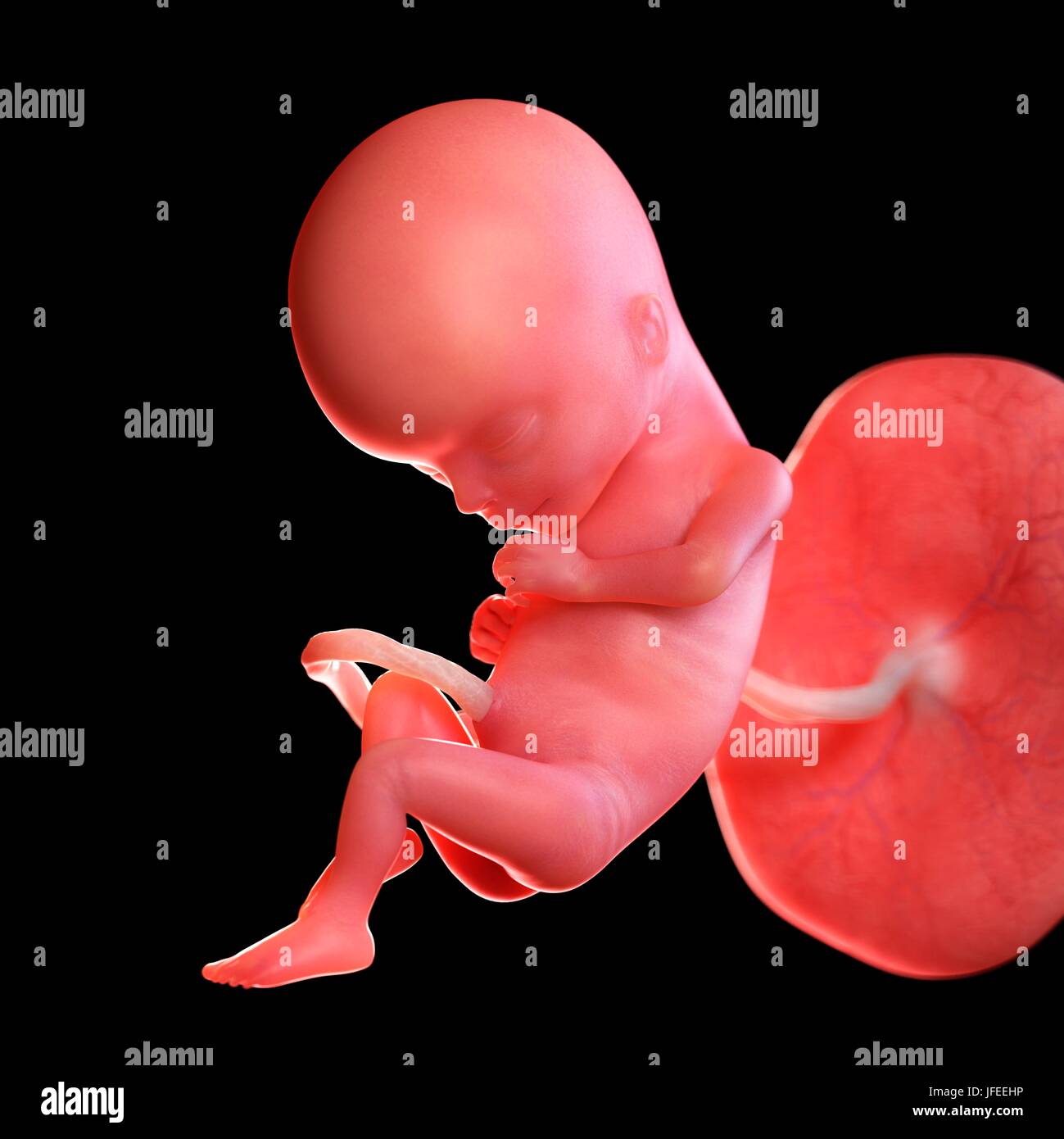 Feto Umano Eta 15 Settimane Illustrazione Foto Stock Alamy