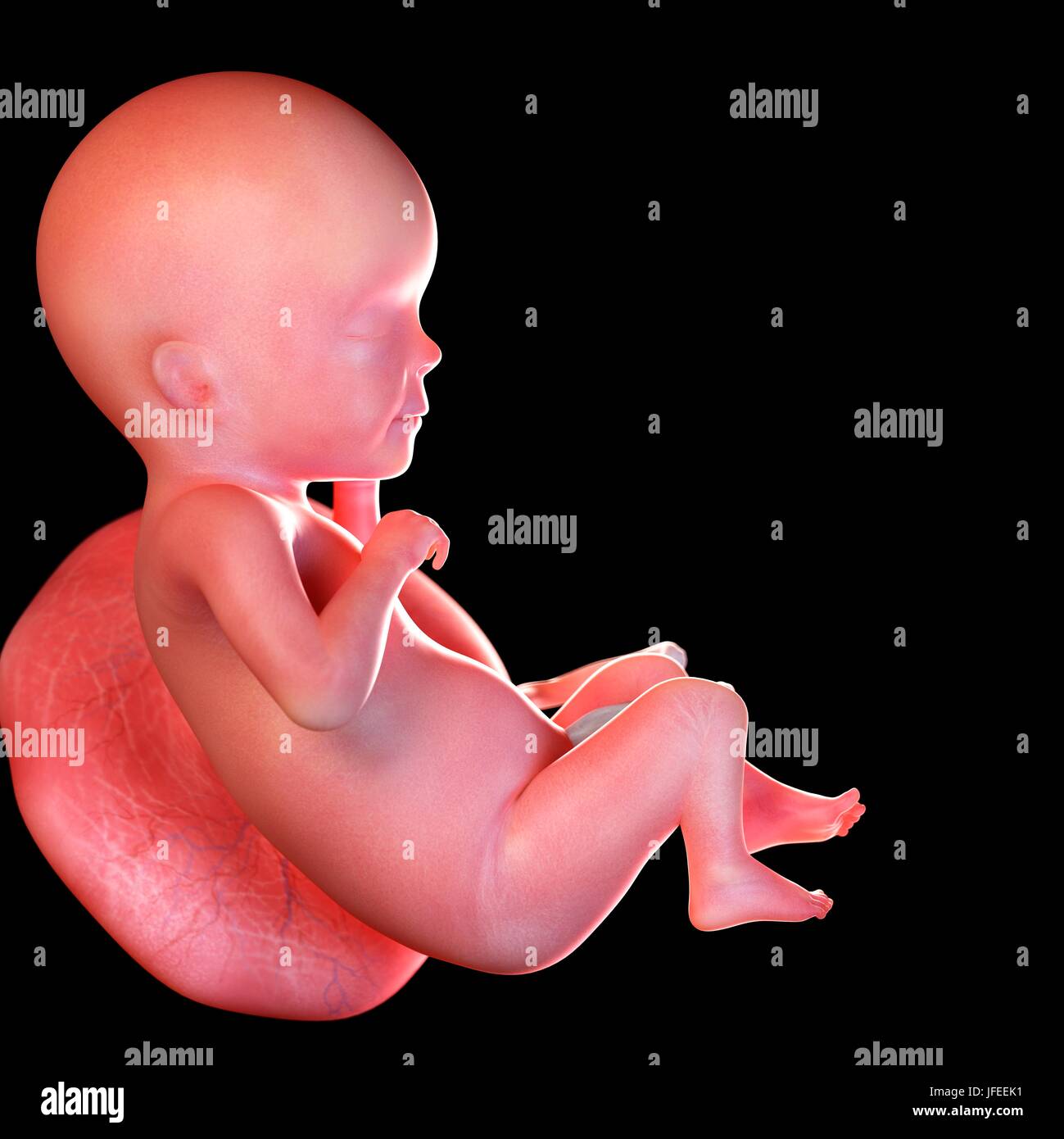 Feto Umano Eta 26 Settimane Illustrazione Foto Stock Alamy