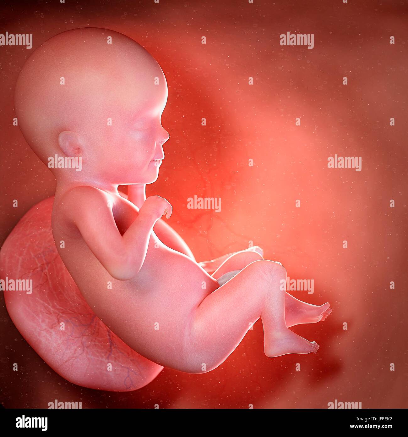 Feto Umano Eta 26 Settimane Illustrazione Foto Stock Alamy