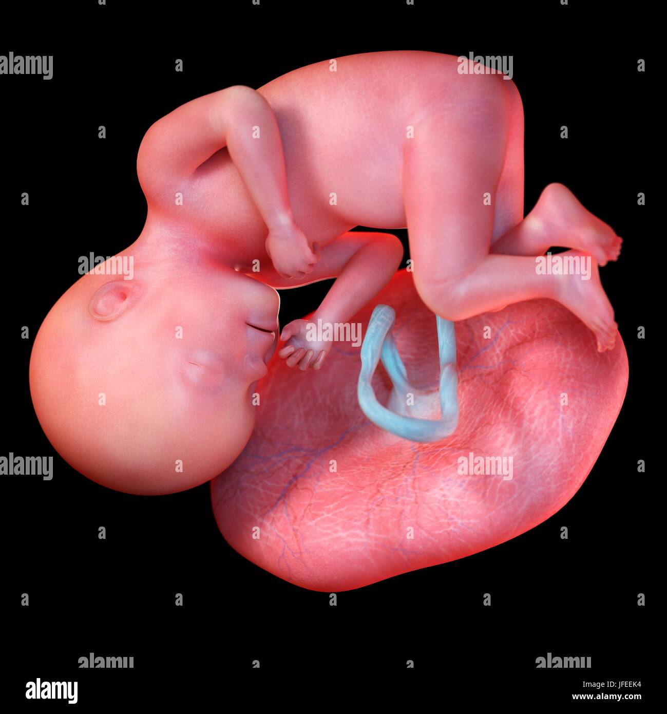 Feto umano età 27 settimane, illustrazione. Foto Stock