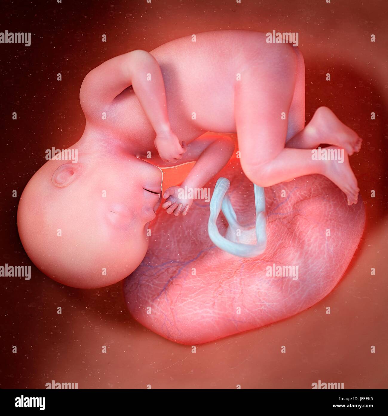 Feto umano età 27 settimane, illustrazione. Foto Stock