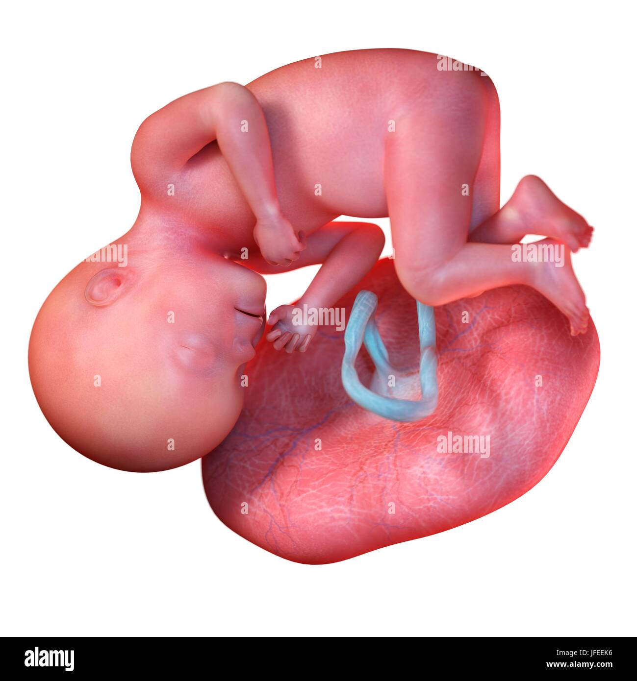 Feto umano età 27 settimane, illustrazione. Foto Stock