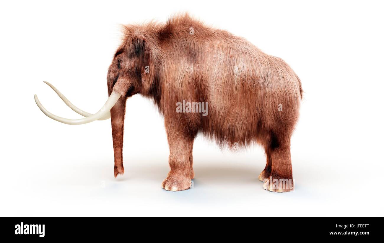 Mammut lanosi contro uno sfondo bianco, illustrazione. Foto Stock