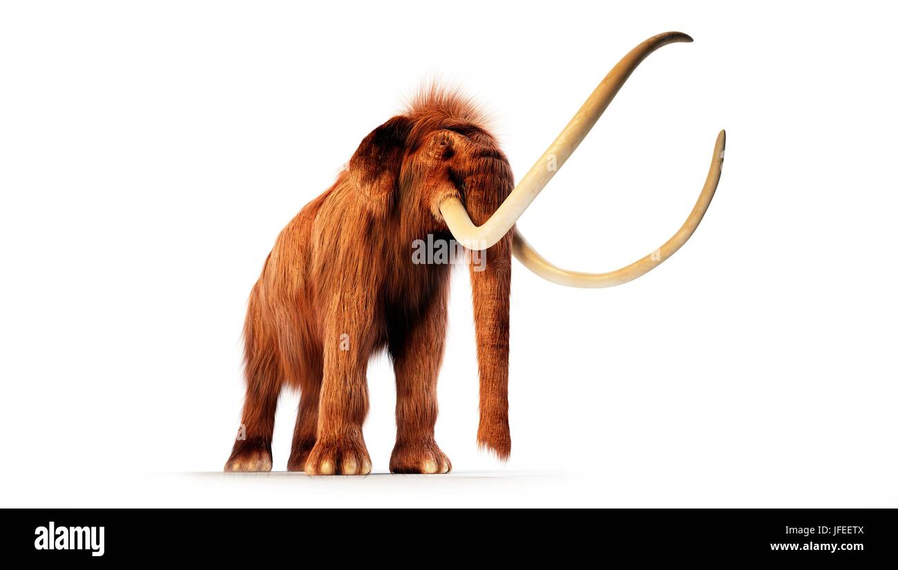 Mammut lanosi contro uno sfondo bianco, illustrazione. Foto Stock