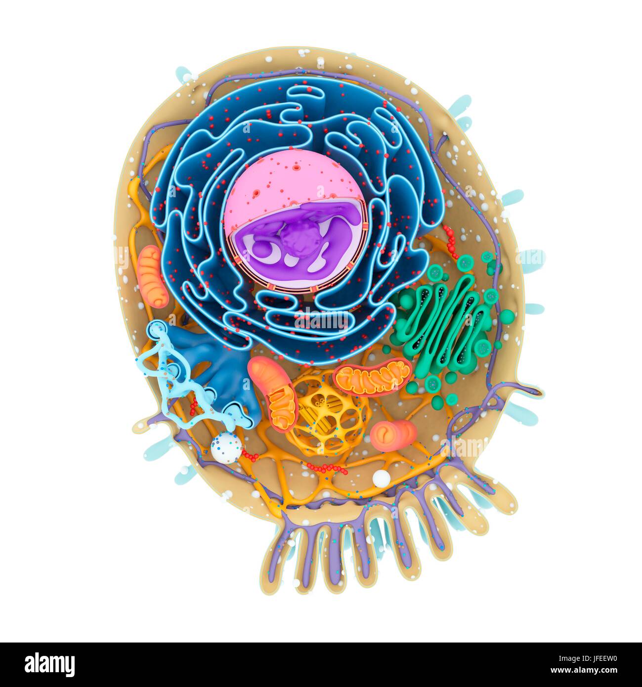 Struttura di cella, illustrazione. Foto Stock