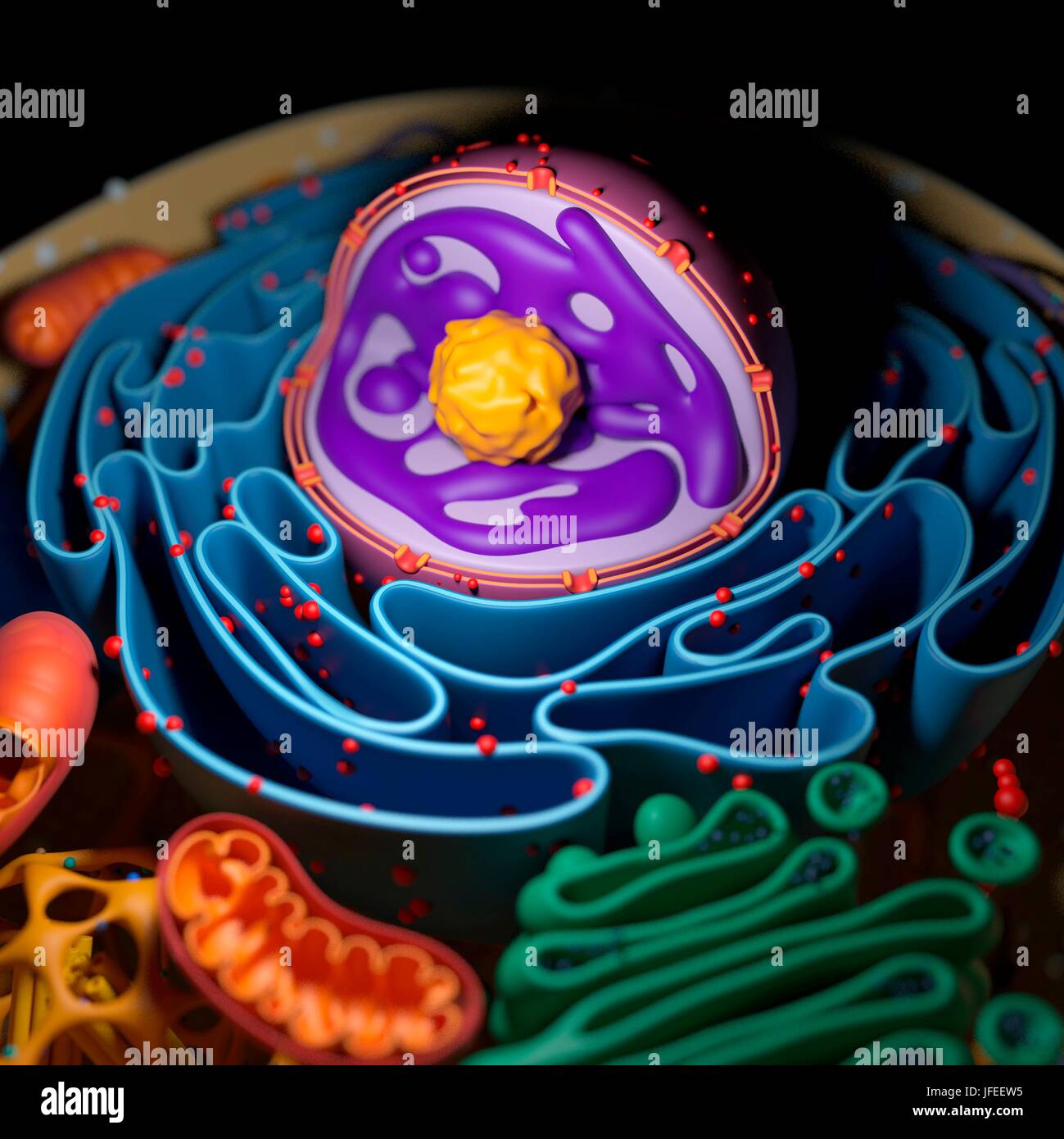 Nucleo cellulare, illustrazione. Foto Stock