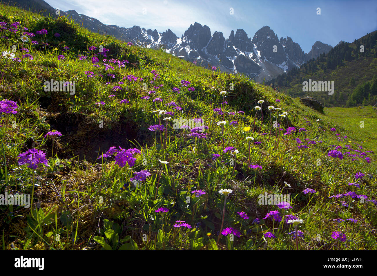 Austria, Tirolo, Kemater alp, farina primrose contro Kalkkögel Foto Stock