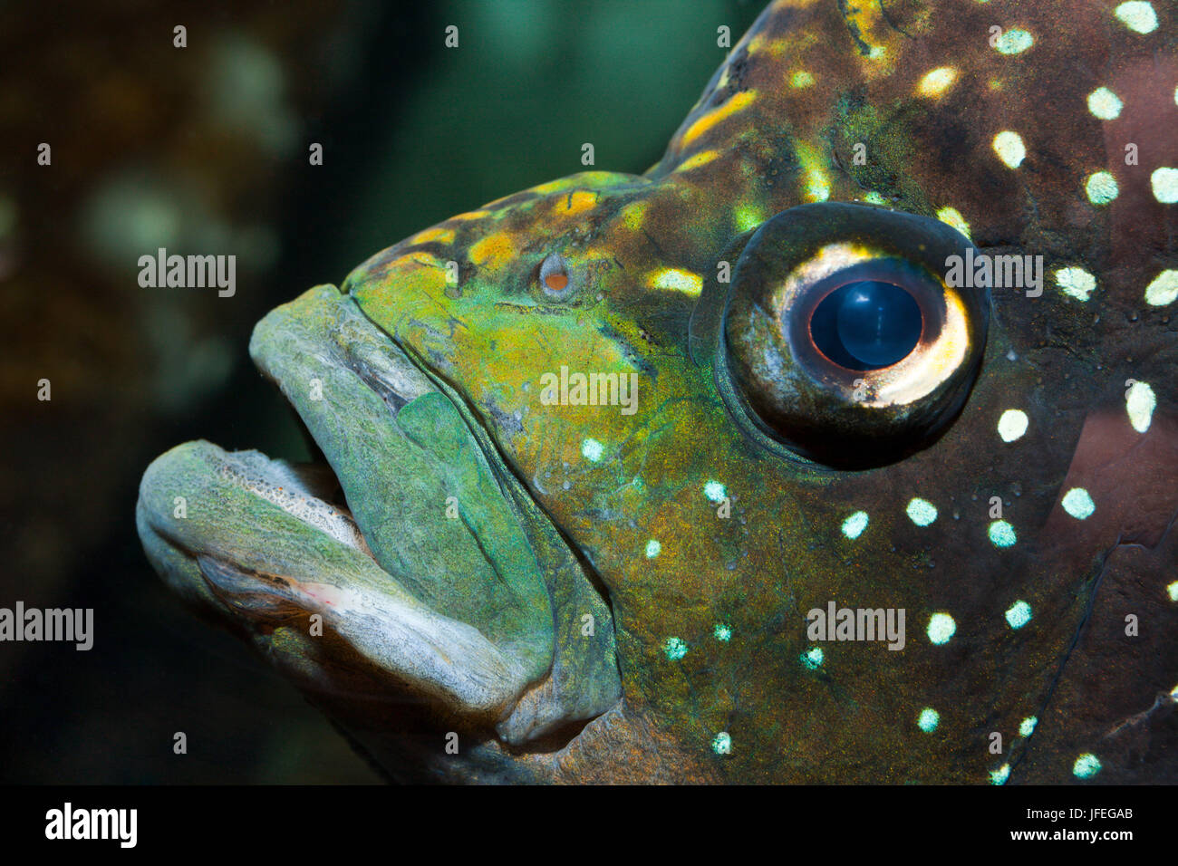 Marakeli-colorato pesce persico, Paratilapia polleni, Madagascar Foto Stock