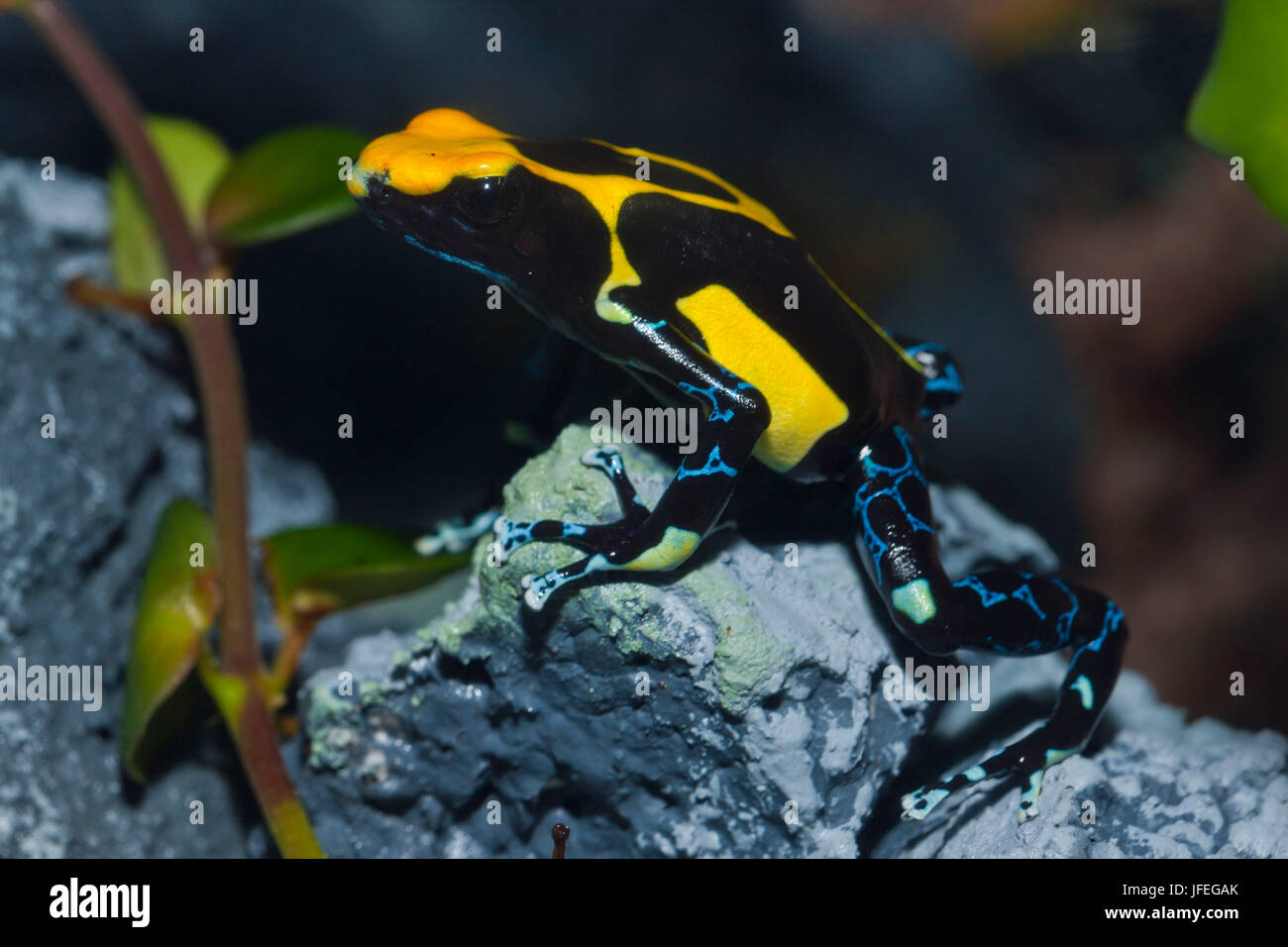 Rana Dendrobates tinctorius, Brasile Foto Stock