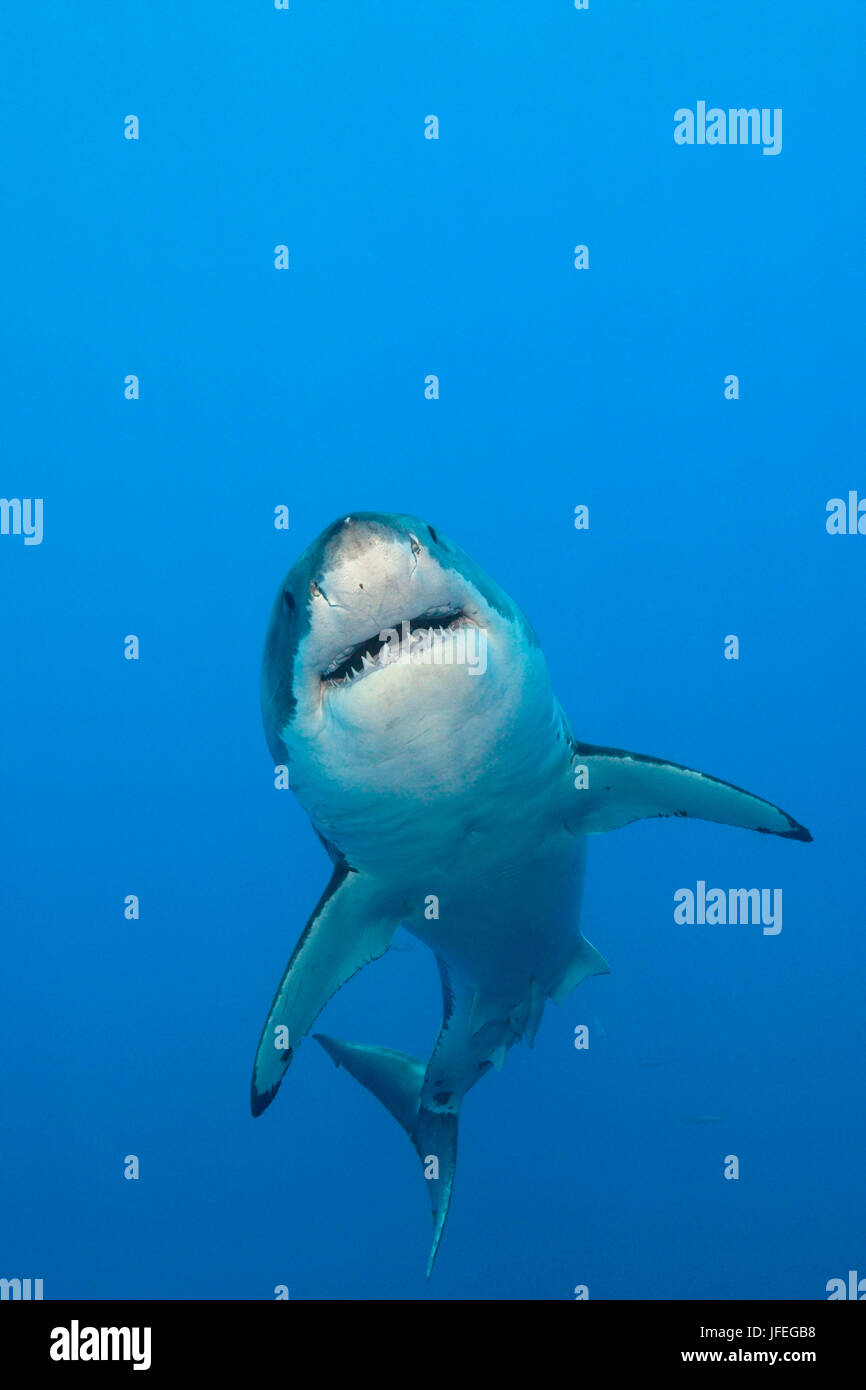 Il grande squalo bianco, Carcharodon carcharias, Isola di Guadalupe, in Messico Foto Stock