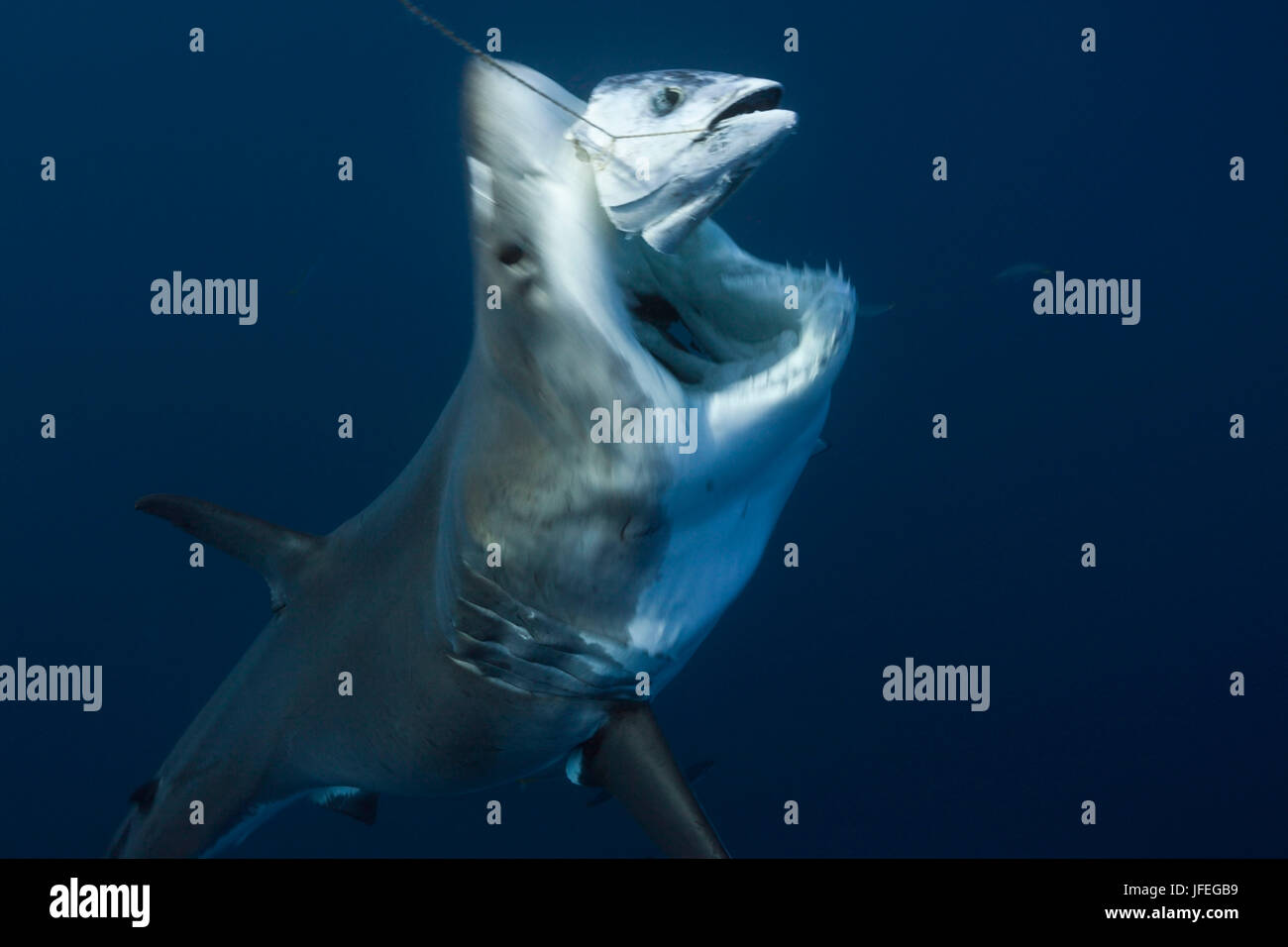 Il grande squalo bianco, Carcharodon carcharias, Isola di Guadalupe, in Messico Foto Stock