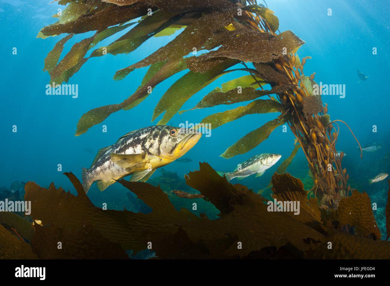 Kelp bass, Paralabrax clathratus, San Benito Isola, Messico Foto Stock