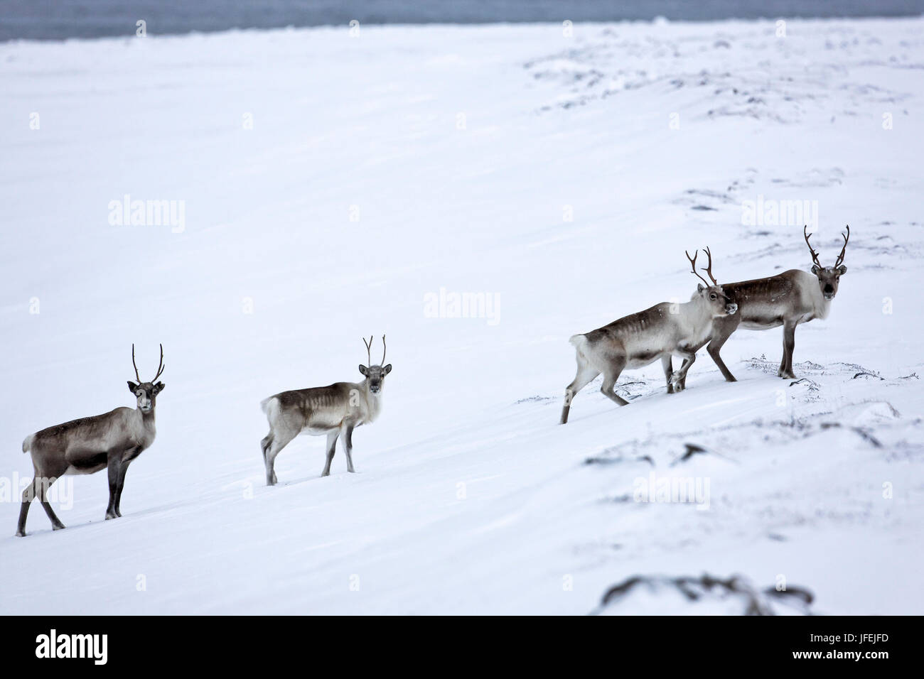 Norvegia, Finnmark, Varangerfjord, renne, Foto Stock