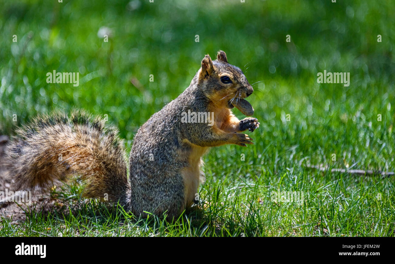 Un soffice american scoiattolo grigio tenendo un dado di arachidi nella sua bocca. erba verde sullo sfondo Foto Stock
