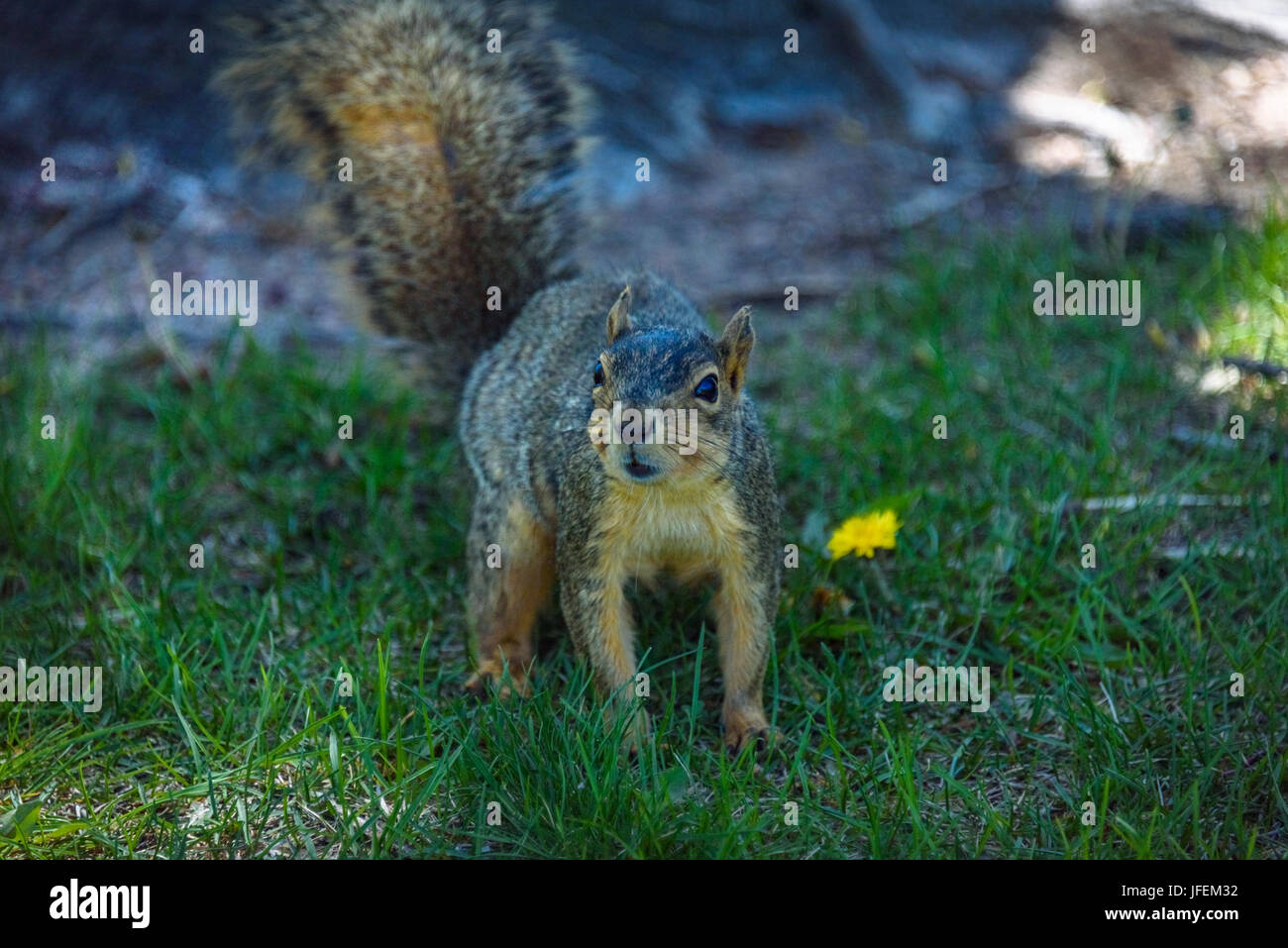 Un maschio di american scoiattolo grigio guardando con attenzione Foto Stock