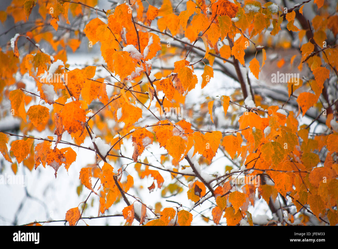 Betulla foglie dopo il furto con scasso di inverno Foto Stock