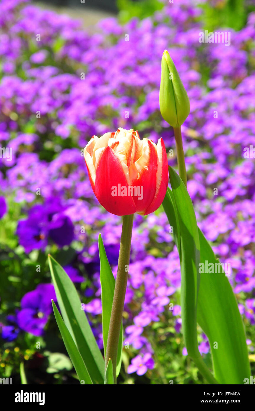 La botanica, tulip, massa-impianto di copertura Foto Stock
