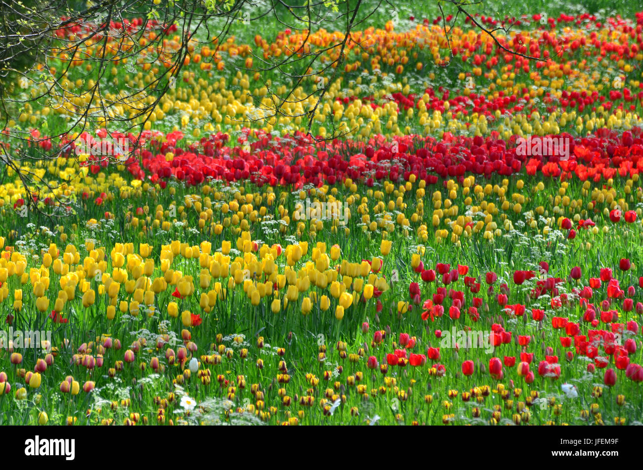 La botanica, parco, tulipani, multicolore Foto Stock