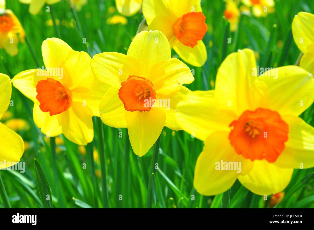 La botanica, narcisi, fiorisce, giallo Foto Stock