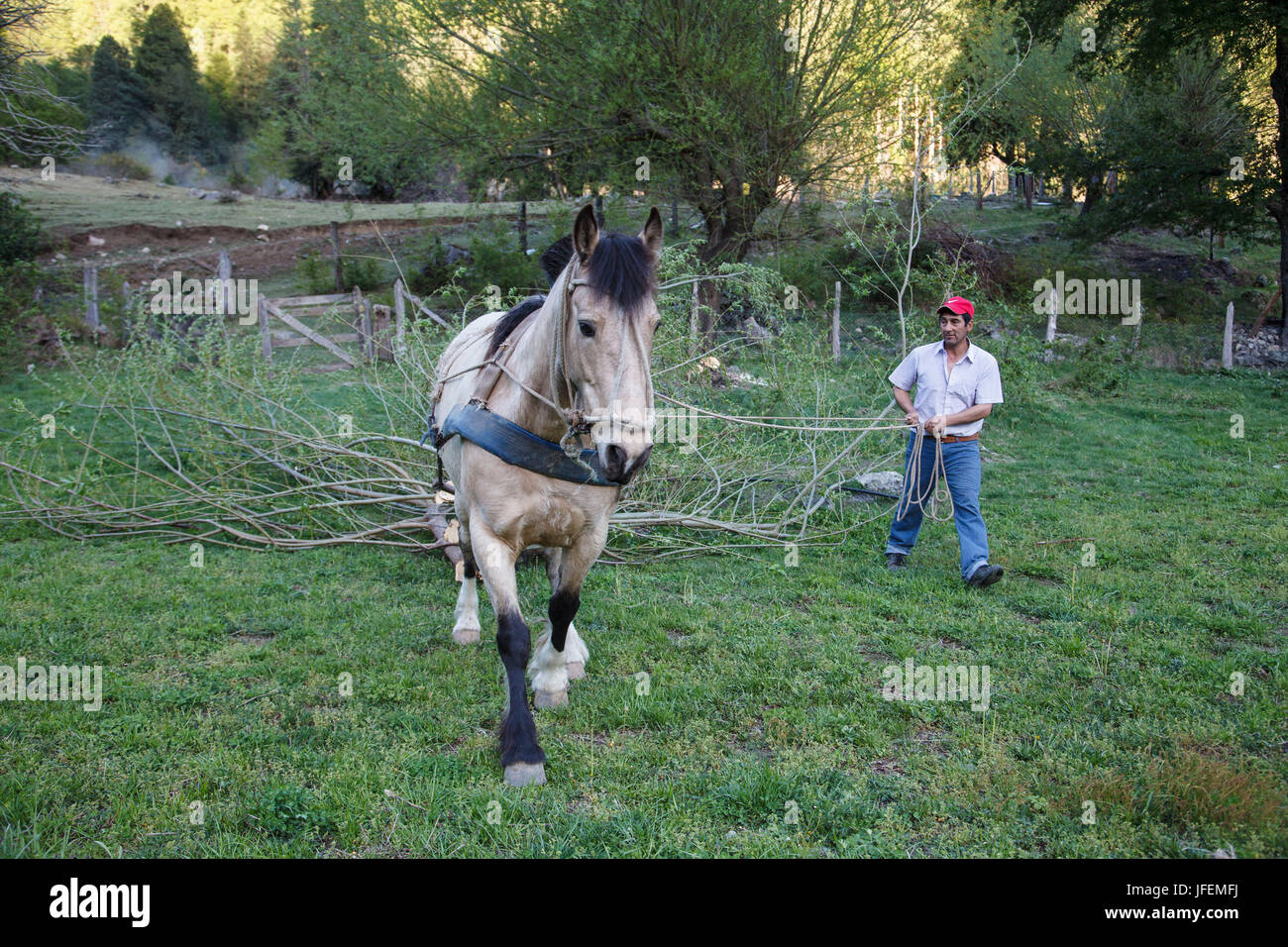 Il Cile, Araucania, Alto bio bio, Mapuche, uomo, cavallo, trasporto di legna da ardere, Foto Stock