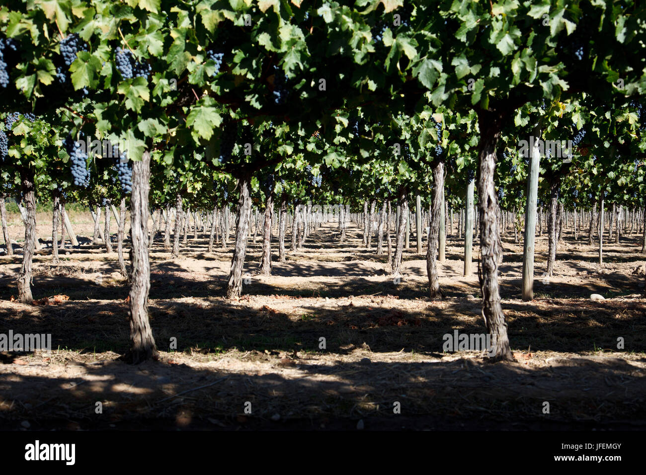 Il Cile, Valle de Curico, equo commercio, vino, campo, uve Cabernet Sauvignon Foto Stock