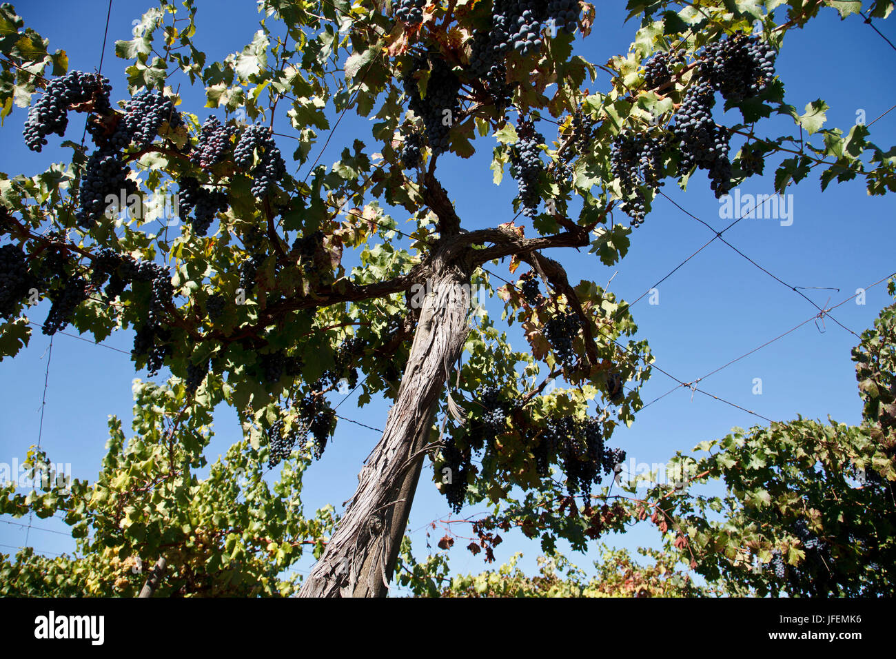 Il Cile, Valle de Curico, equo commercio, vino, uve Cabernet Sauvignon, vite Foto Stock