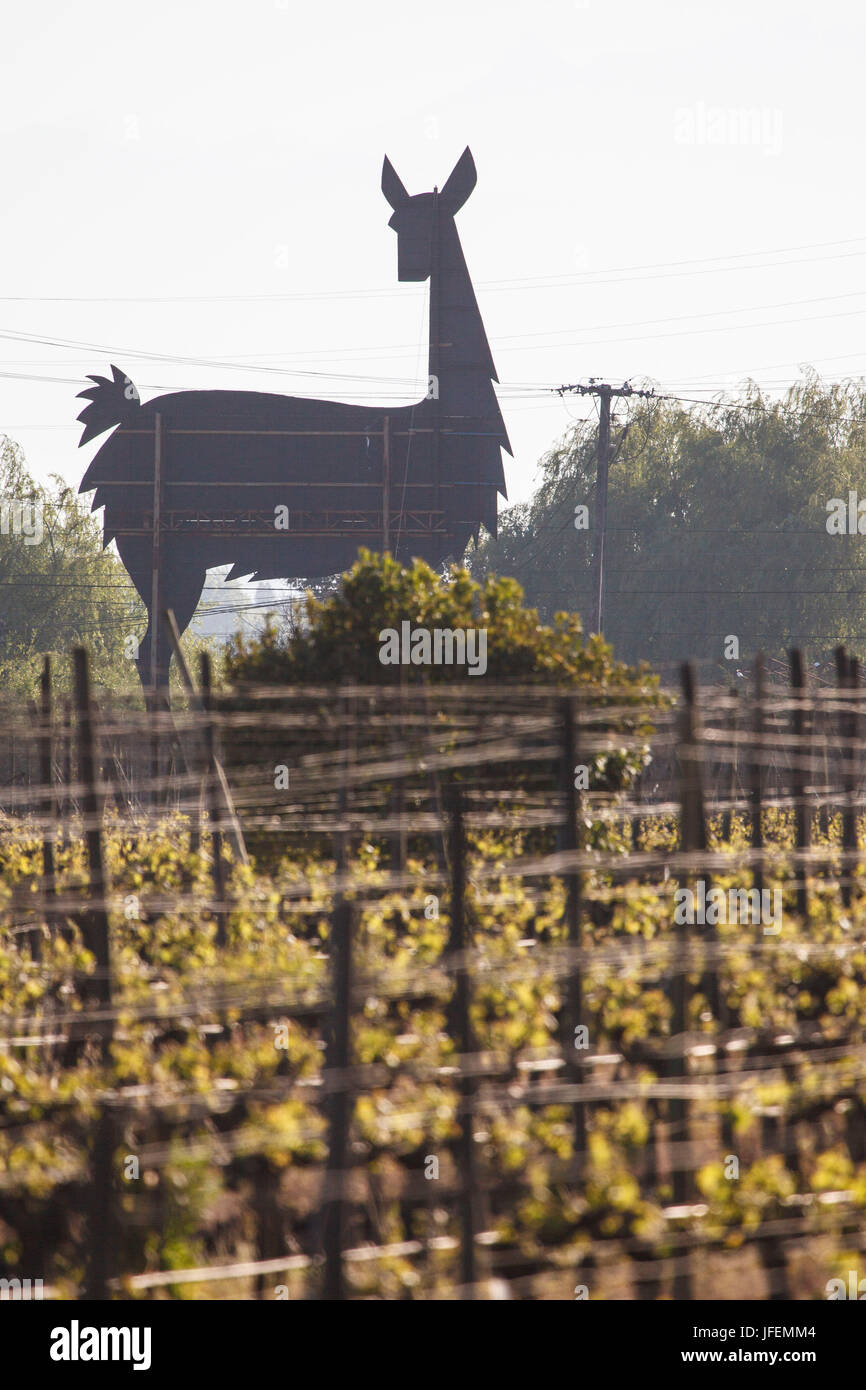 Il Cile, Valle de Curico, equo commercio, vino, Miguel Torres, vino campo, Vicuña, marca Foto Stock