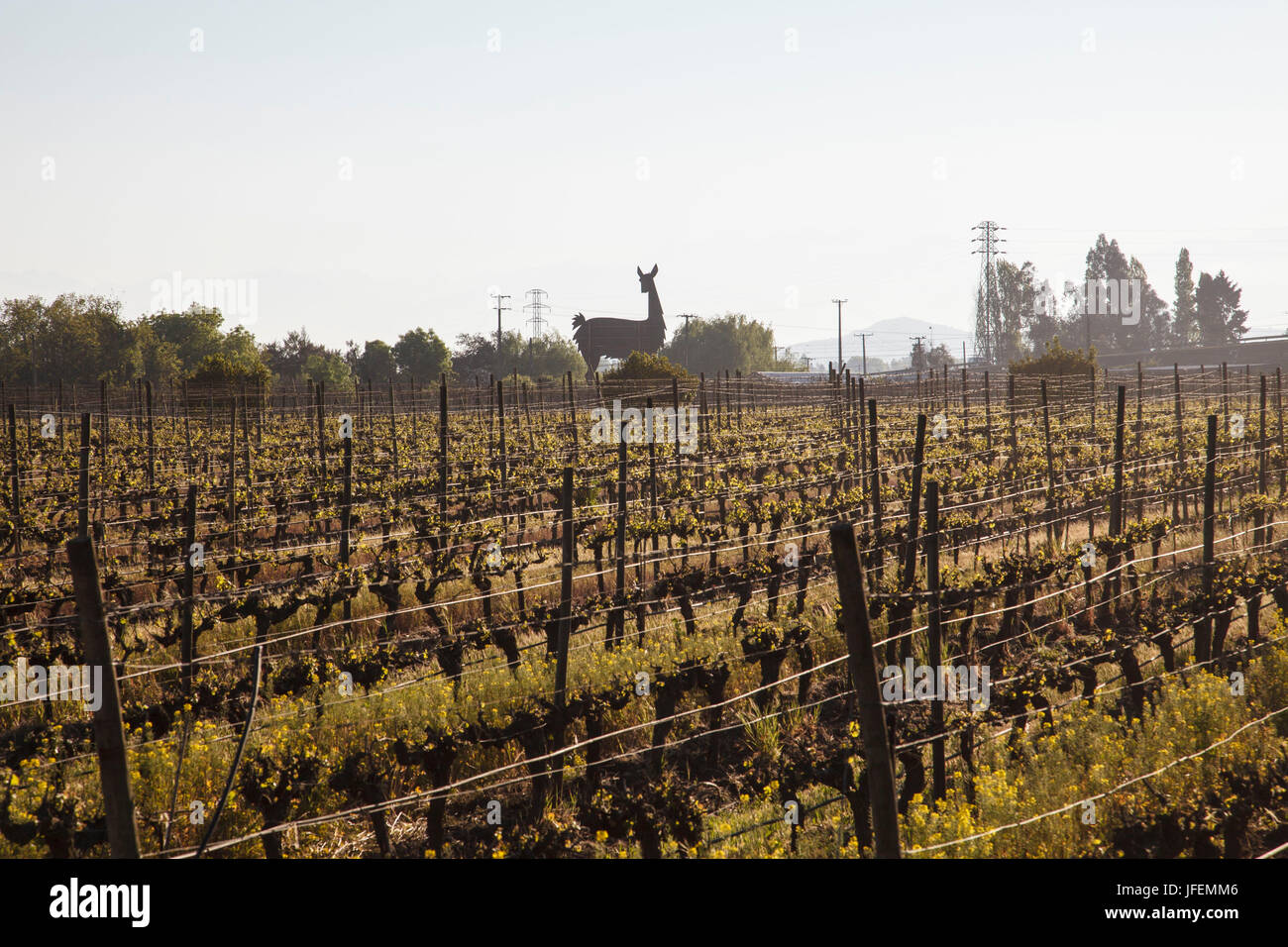 Il Cile, Valle de Curico, equo commercio, vino, Miguel Torres, vino campo, Vicuña, marca Foto Stock