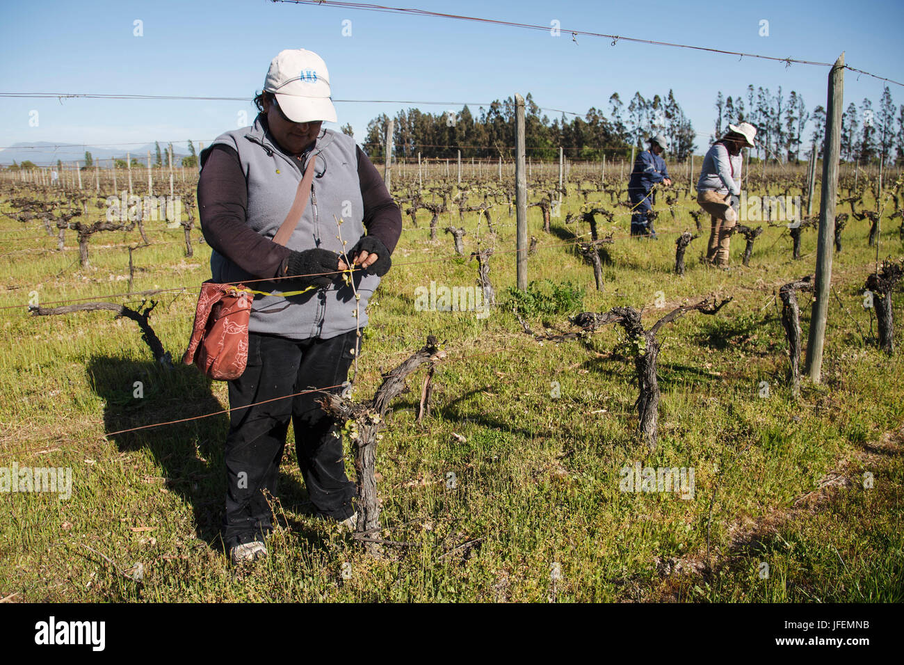 Il Cile, Valle de Curico, equo commercio, vino, campo, chapelages delle aste per l'istruzione il filo, donne, Foto Stock