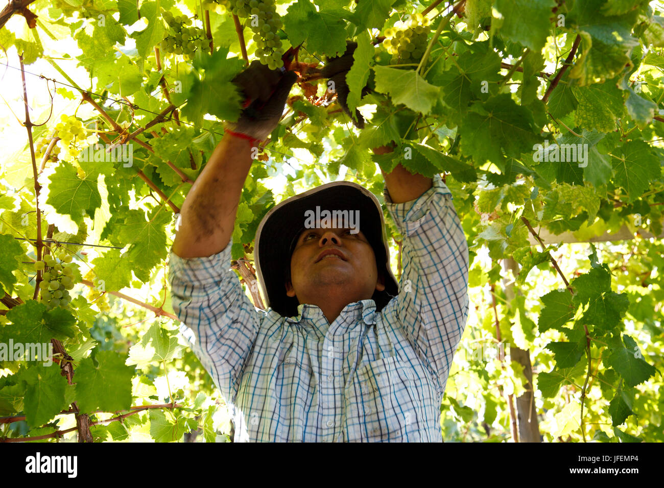 Il Cile, Valle de Curico, equo il commercio, vino, vintage, assistente di raccolto, Foto Stock