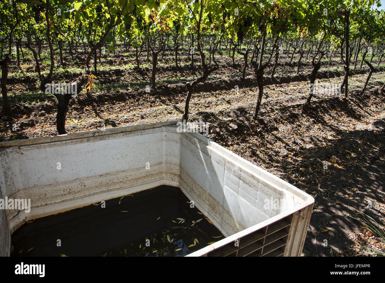 Il Cile, Valle de Curico, equo commercio, vino, fertilizzante naturale Foto Stock