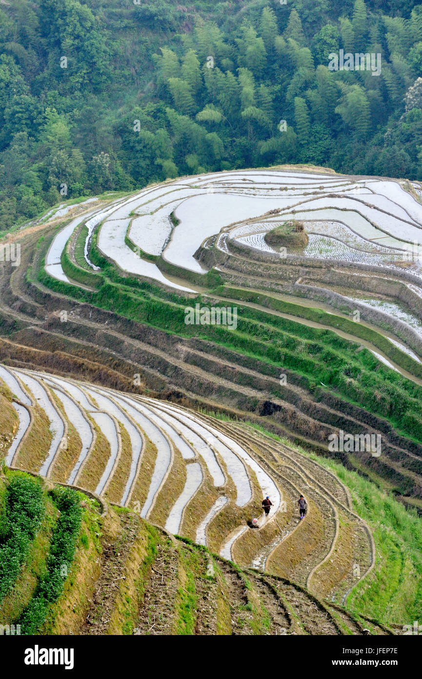 Cina, provincia di Guangxi, terrazze di riso a Longji intorno a Longsheng Foto Stock